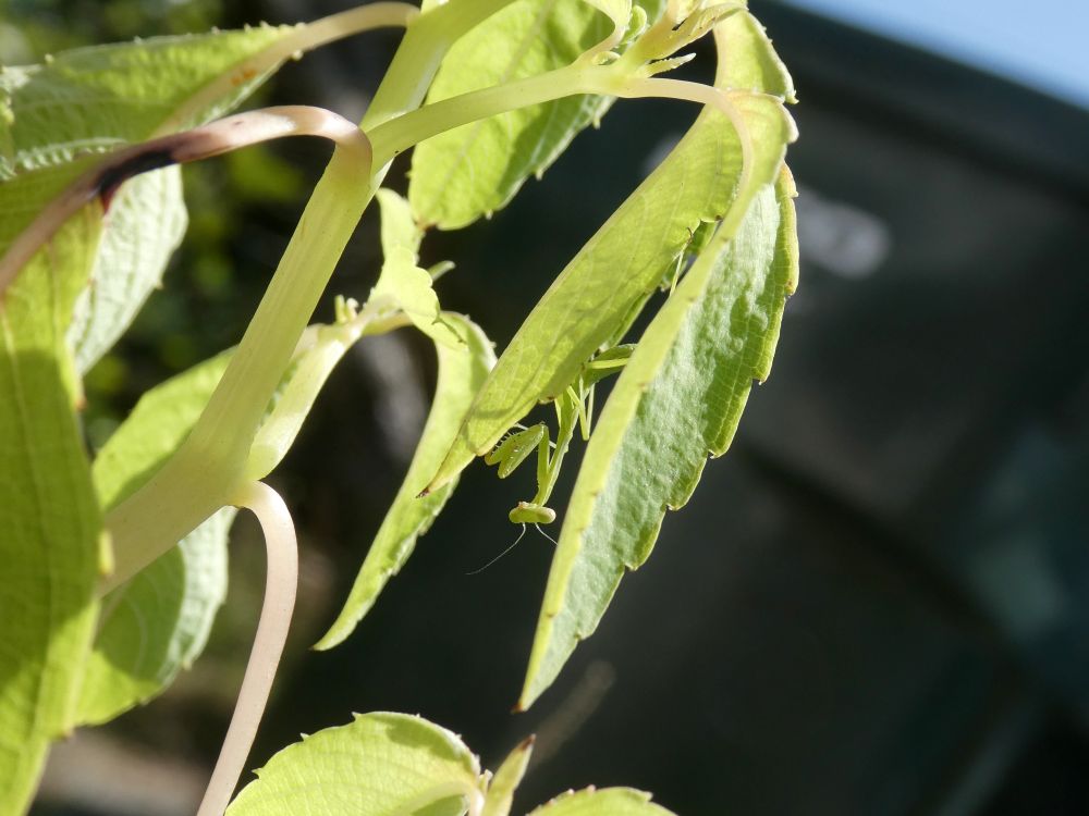 Photo of a tiny baby mantis. It is light green, the exact same color as the plant it is hanging upside down from.