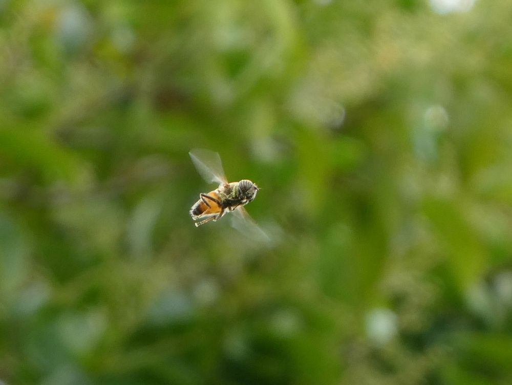 Photo of a hover fly in flight, viewed from below with greenery in the background. It is a yellow and dark colored fly, somewhat reminiscent of a bee, and it has stripes on its eyes.