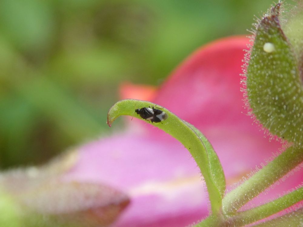Photo of a small bug on a snapdragon leaf. It has bold, somewhat triangular black and white markings.