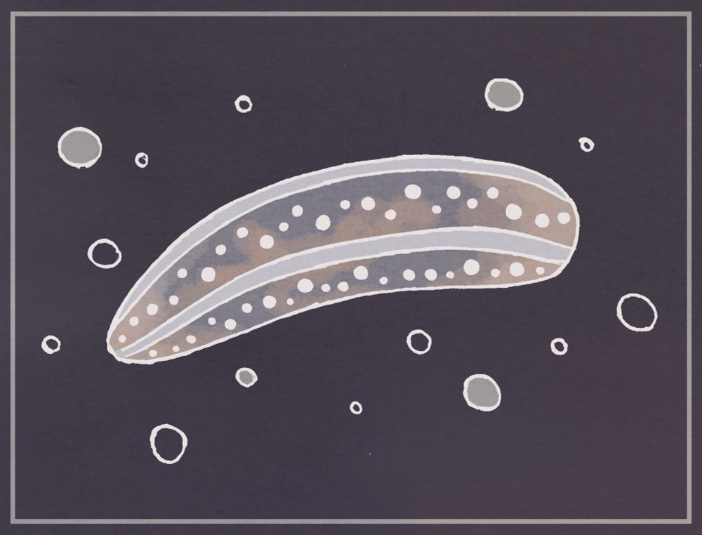 Drawing of a pale, semi-translucent sea cucumber. It is pretty smooth and has some pale stripes with dots in between. Surrounding it are bubbles on a dark blue-gray background.