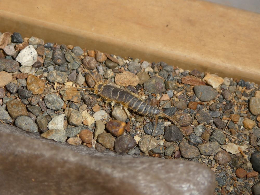 Photo of a large silverfish named Sam standing on some small rocks in a bug enclosure. Sam is shiny silver and fuzzy yellow around the edges.