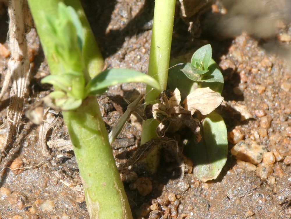 Photo of a stilt bug hurrying across the wet ground toward a plant stem. It is a skinny, pale brownish bug with long thin legs.