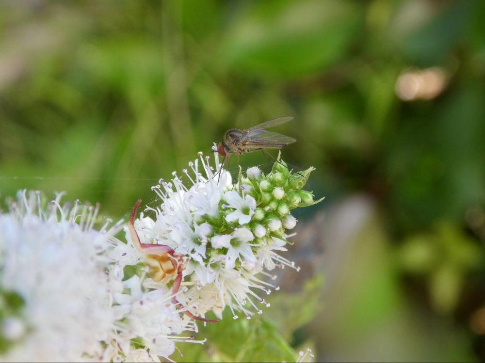 Photo of a bee fly visiting mint flowers. It is small and gray with big red eyes. Lurking below is a crab spider. The spider is pale with pinkish outstretched arms.