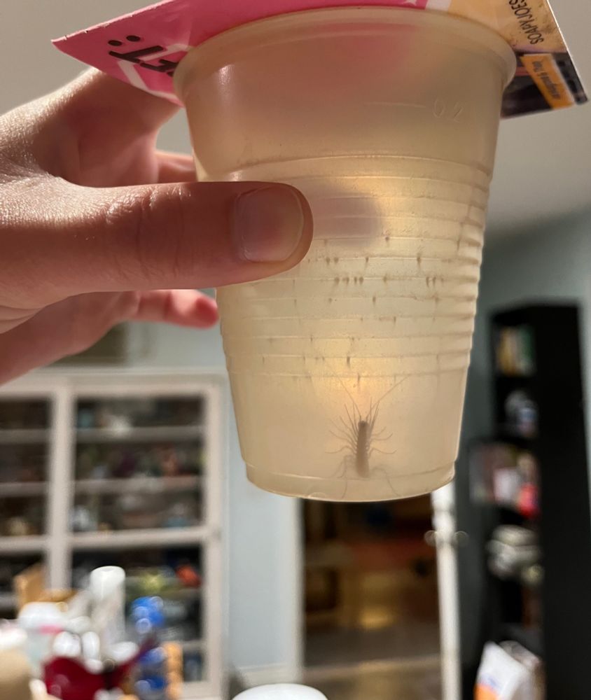 Photo of a hand holding a plastic cup up to the light, revealing a little house centipede inside.