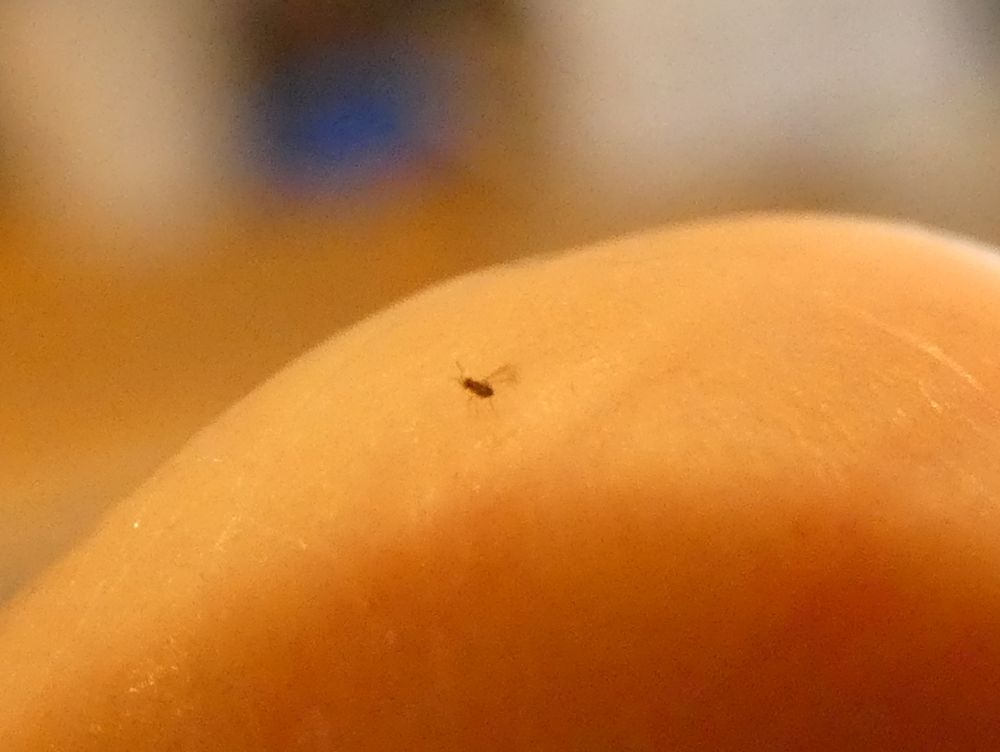 Blurrier photo of an extremely tiny wasp, too small for my camera too focus on it very well, but there are antennas and wispy little wings visible. The wings are raised a bit.