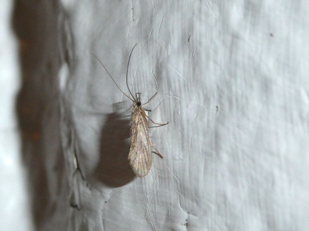 Photo of a caddisfly on a lumpy white wall, viewed from the side. It is plain and brown.
