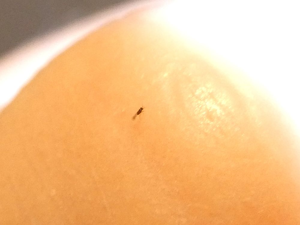 Photo of an extremely tiny wasp, too small for my camera too focus on it very well, but there are antennas and wispy little wings visible.