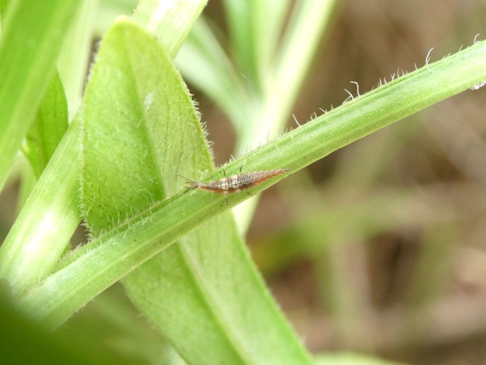 Photo of a lacewing larva walking along the stem of a coreopsis flower. It is long and chunky with a small head and big pinchy mouth. It is mostly grayish brown with a couple pale bands around the middle.