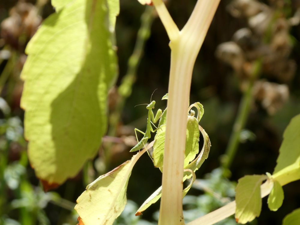 Photo of a very small green praying mantis nymph on a jewelweed plant.