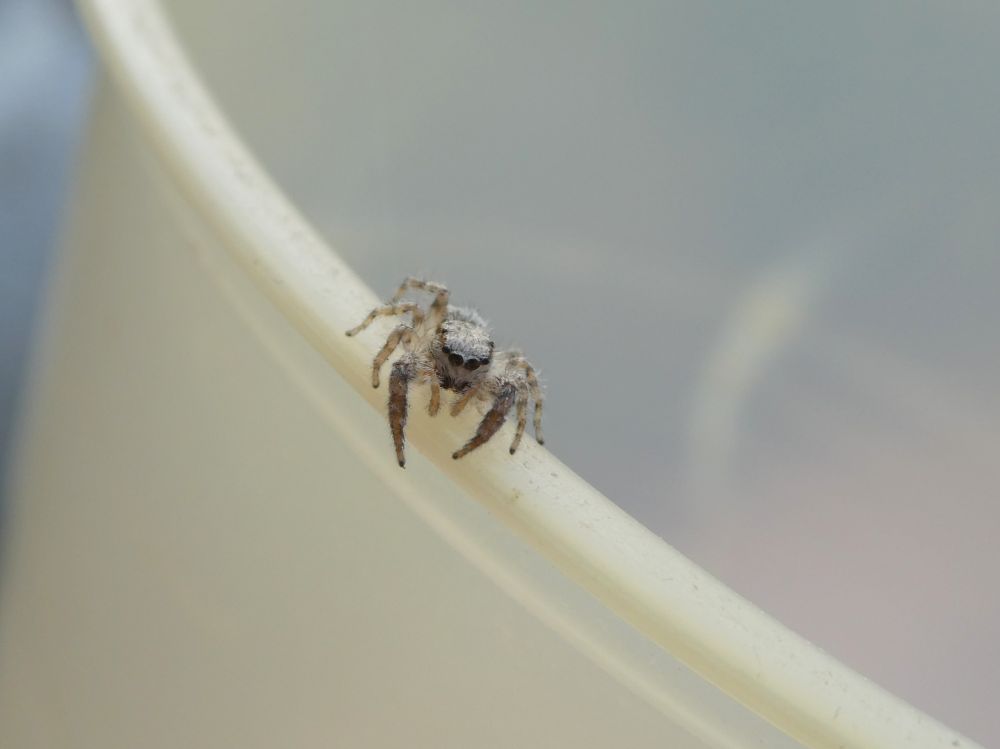 Closer photo of the small pale gray jumping spider perched on the edge of a small plastic cup.