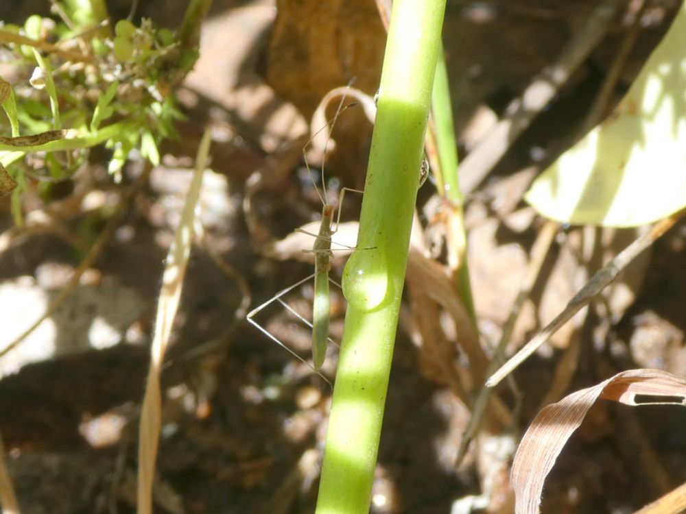 Photo of a stilt bug walking up a plant stem. It is a skinny, pale brownish bug with long thin legs. There is a water droplet on the plant stem.