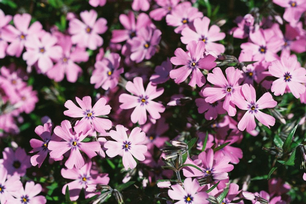 Picture of little purple flowers