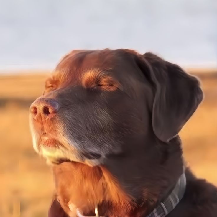 that one picture of a chocolate lab basking in the sunset