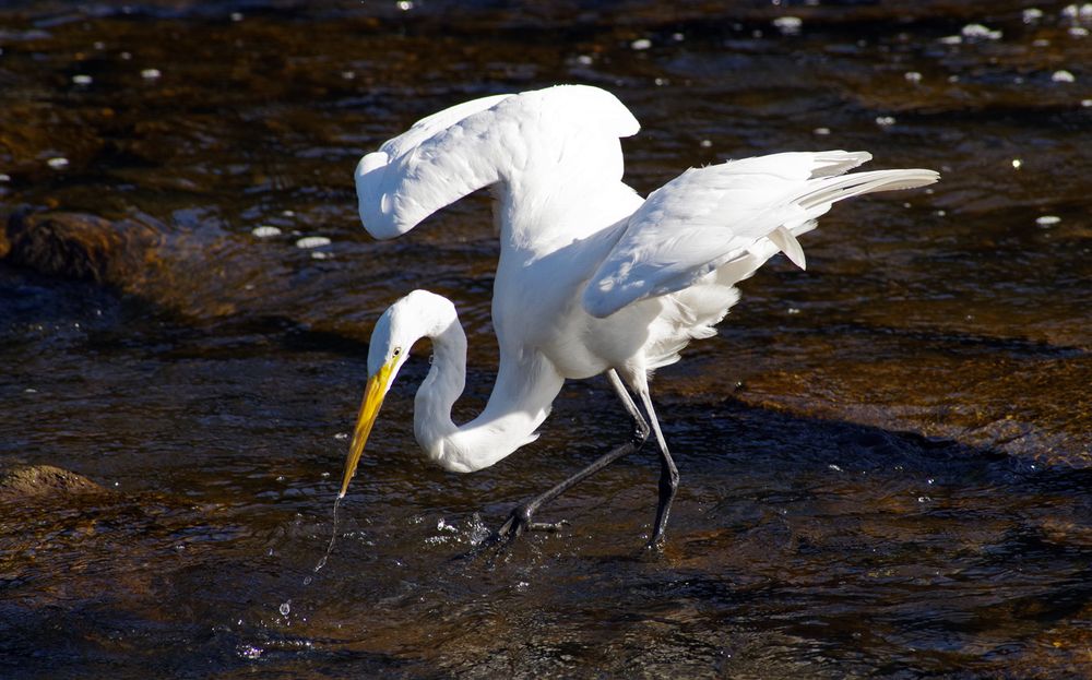 A great egret looks for fish in a river