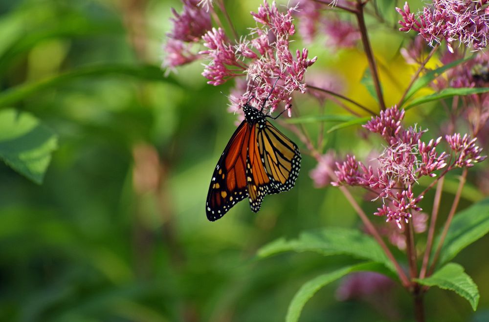 A monarch butterfly, and pink flowers. 