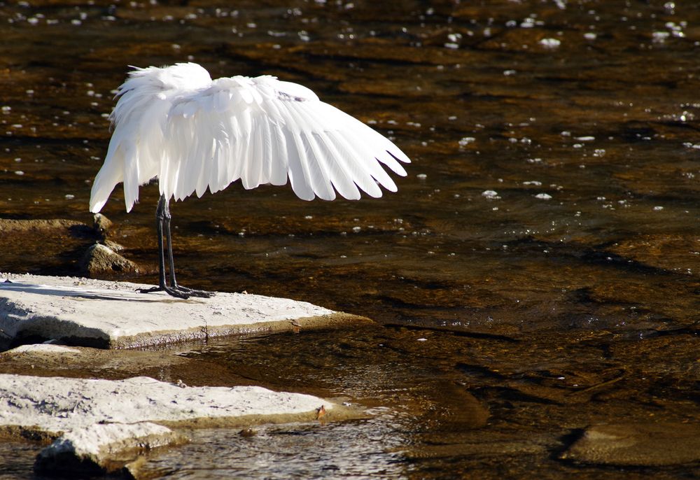 A great egret stretches its wing 