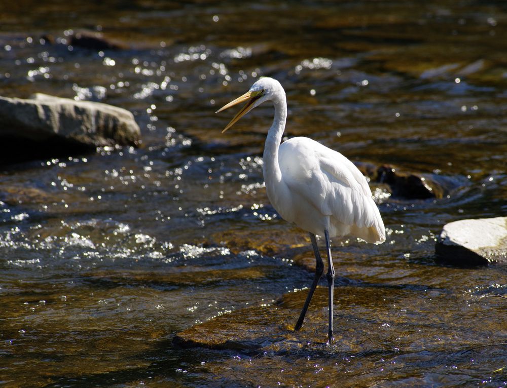 A great egret stands in a river, with its beak open.