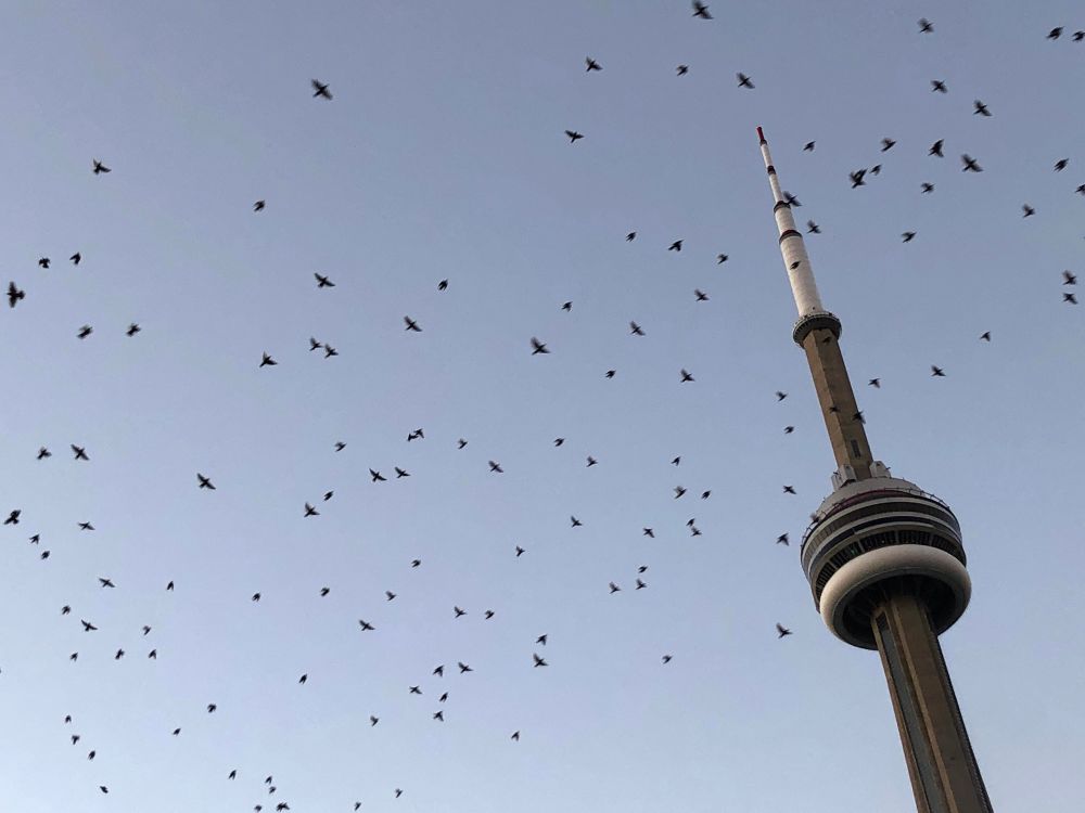 Zillions of birds are seen flying in front of the CN Tower in Toronto. 