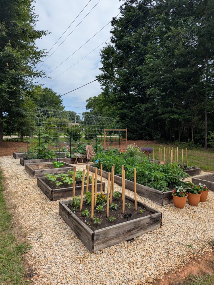 A home garden viewed from a corner angle. Raised garden beds growing tomato, pepper, and okra plants are in the foreground. A long, walk through trellis is in the background with beans and cucumbers beginning to climb the sides. Behind them are blueberry and blackberry bushes.