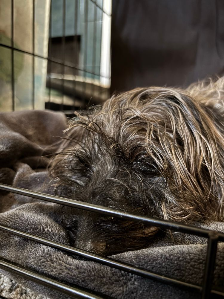 Fox, a sweet grey dachshund mix, sleeps in a dog crate with the door open.
