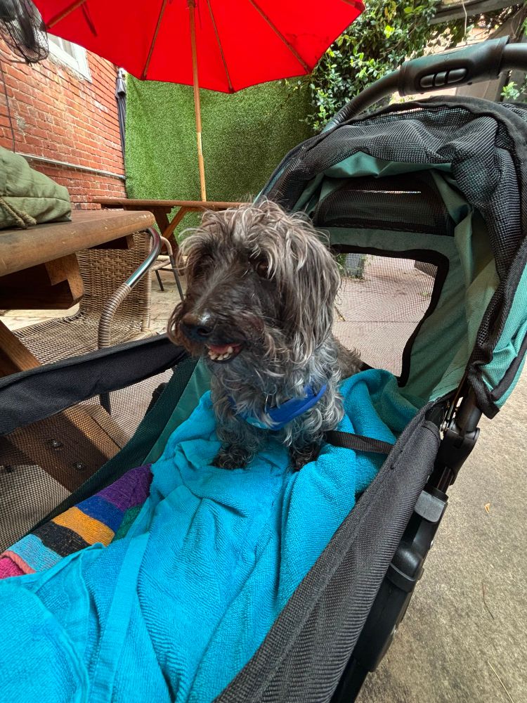 A very sweet very small grey dog in a stroller. He is panting and it’s very cute.