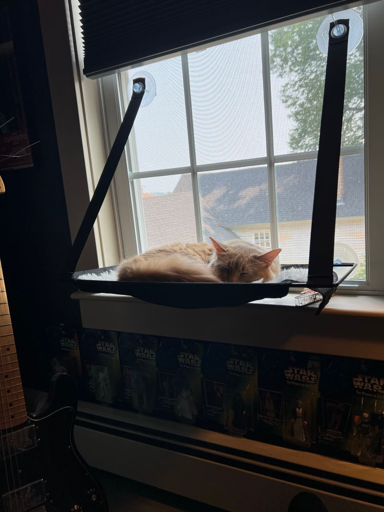 crouton the cat snoozing in the window 