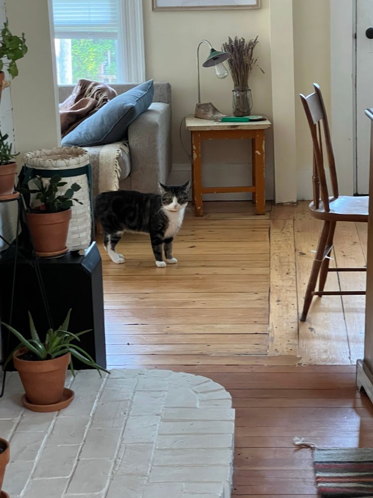 buster the cat 