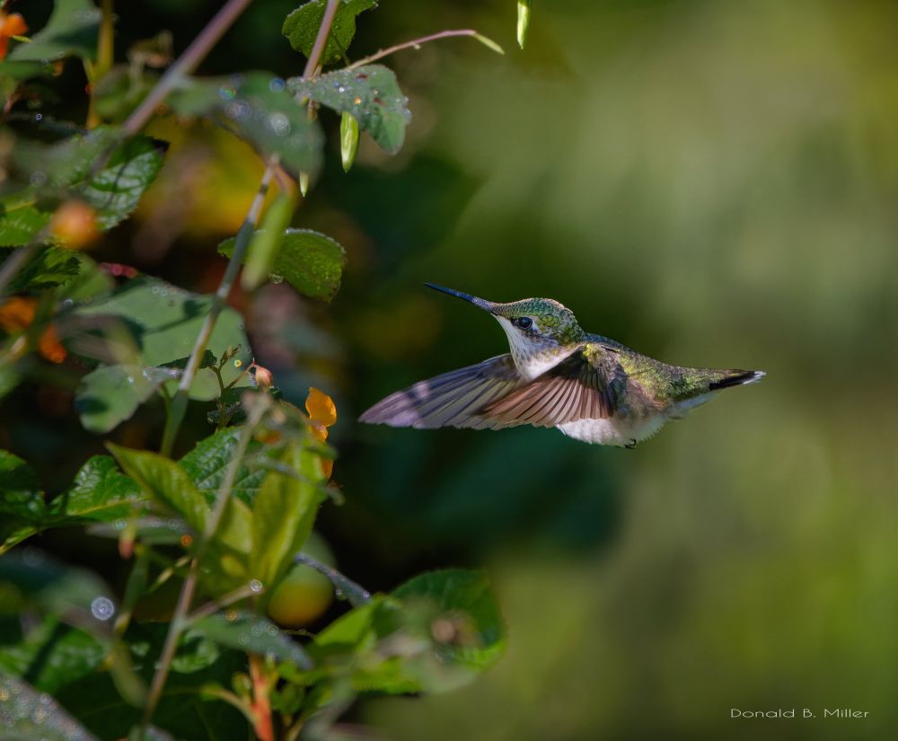 Female ruby throated hummingbird at jewel weed.