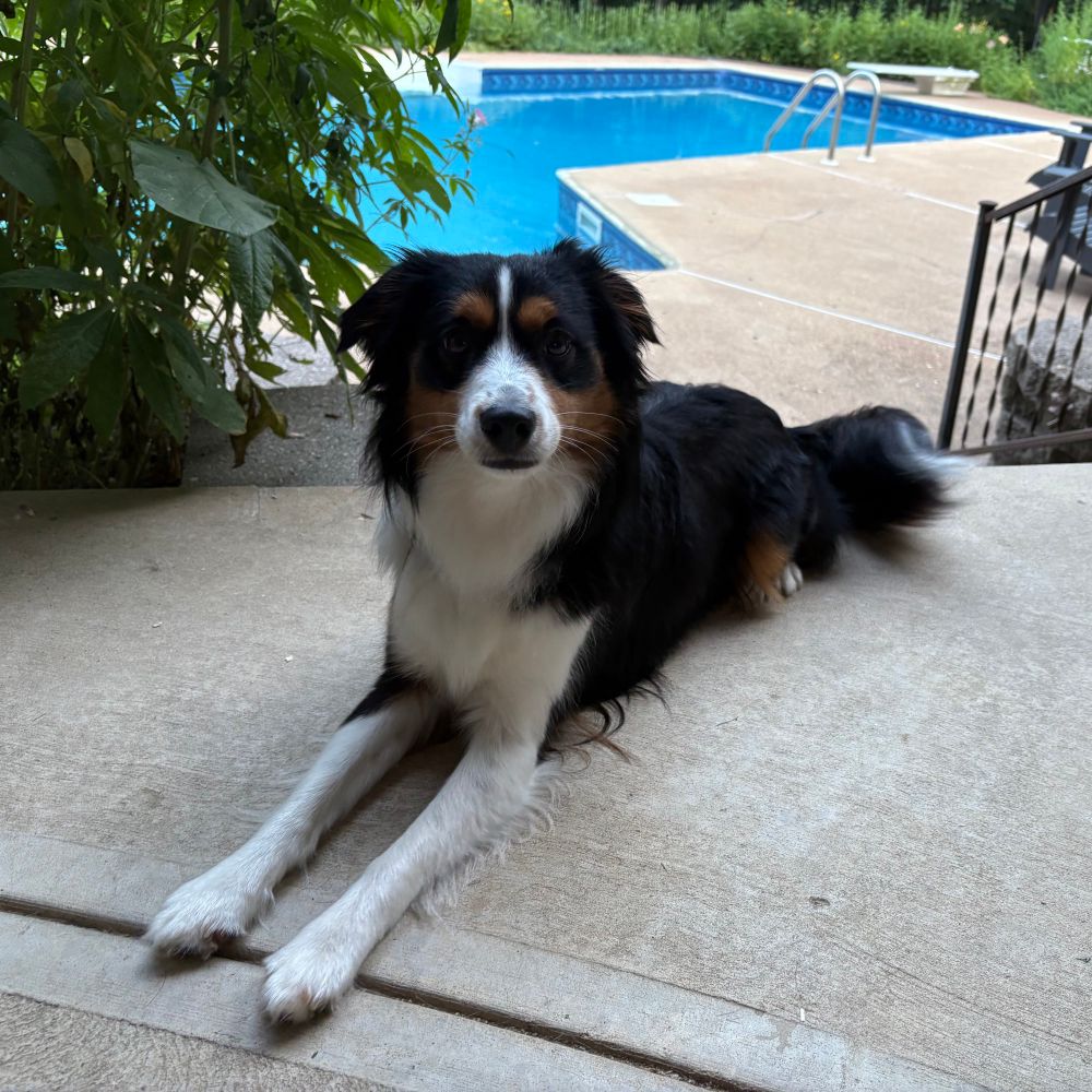 Australian shepherd laying down on the patio