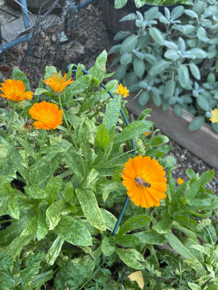 Orange calendula visited by bees in November garden