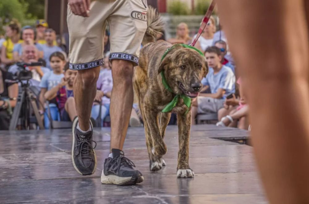 La Junta de Gobierno aprueba una convocatoria de 40.000 euros para proyectos de protección y bienestar animal