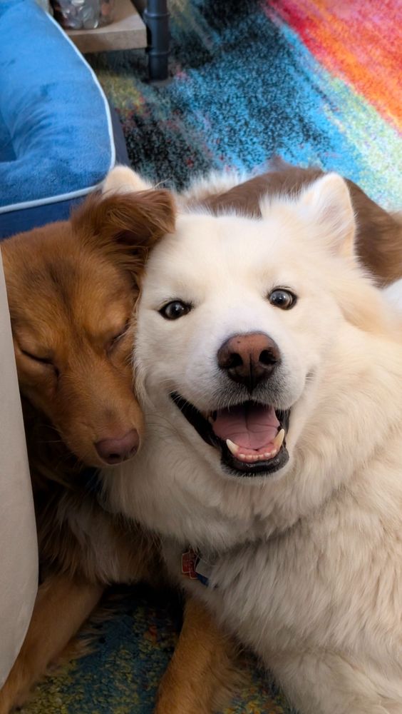 A happy-looking white dog leaning on a sleepy-looking brown dog