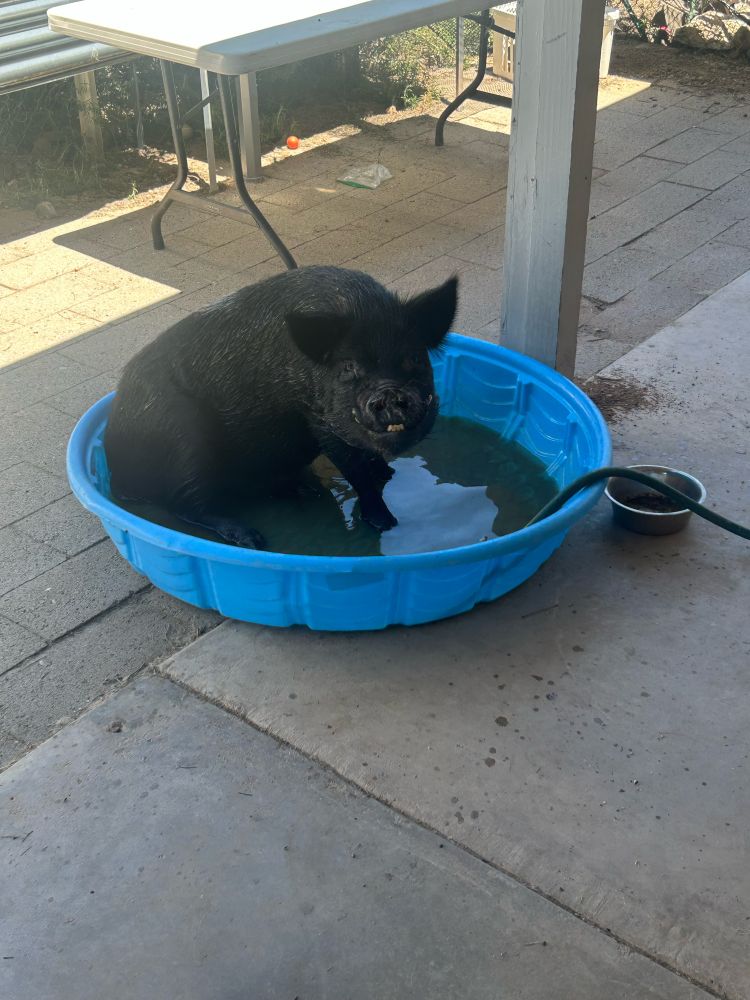 A black pig sitting in a kiddy pool