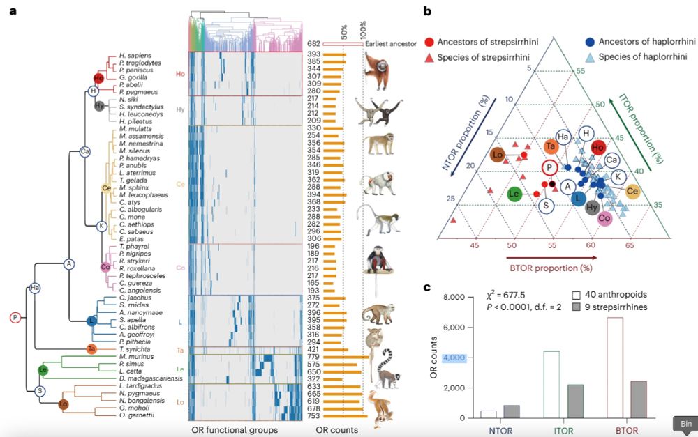 Phylogenetic tree of primates (left), functional OR clustering results (middle) and OR quantities of living and ancestral primate species (right). The dotted line represents the quantity (percentage) of functional ORs relative to the primate ancestor. P, Primates; Ha, Haplorrhini; A, Anthropoidea; Ca, Catarrhini; K, Cercopithecidae; H, Hominoidea; Ho, Hominidae; Hy, Hylobatidae; Ce, Cercopithecinae; Co, Colobinae; L, Platyrrhine; Ta, Tarsiidae; S, Strepsirrhini; Le, Lemuroidea; Lo, Lorisoidea. In the heatmap, each row corresponds to a species (or ancestor), while each column represents one of the 3,077 functional clusters, blue bars denote the presence of different OR functional clusters in the species, while grey bars signify absence. b, Ternary plot of the proportion of the three functional groups of OR tuning for ancestral and extant primates. The blue and red triangles refer to the 50 extant species of Haplorrhini and Strepsirrhini in the evolutionary tree of a and the blue and red dots refer to the ancestral nodes of primates, denoted by the 15 circularly labelled abbreviated letters in a. c, Total numbers of differently tuned ORs in early ancestors of anthropoids and strepsirrhines revealing notable differences between ancestors of strepsirrhines and anthropoids.