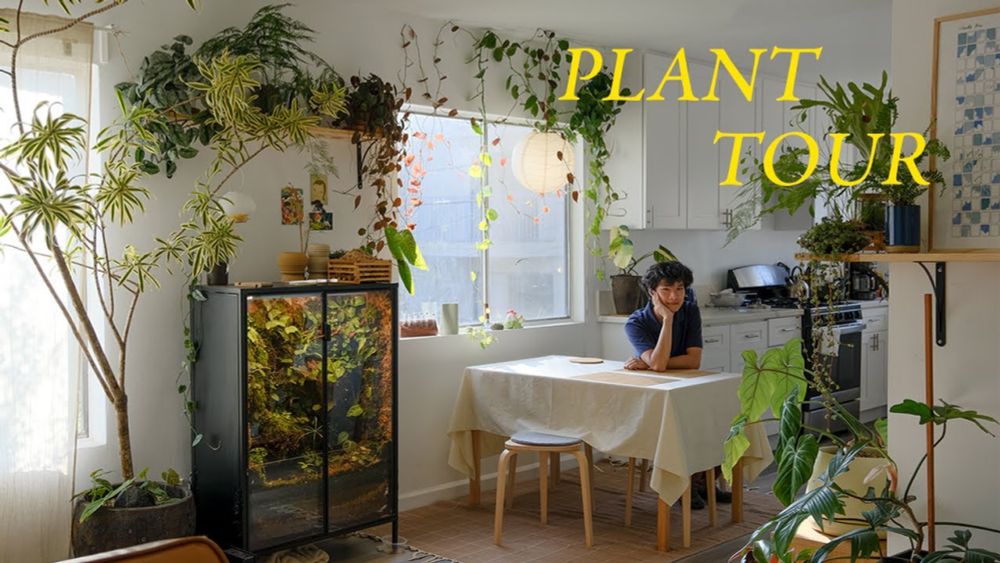 Relaxing Plant Tour | my entire houseplant collection