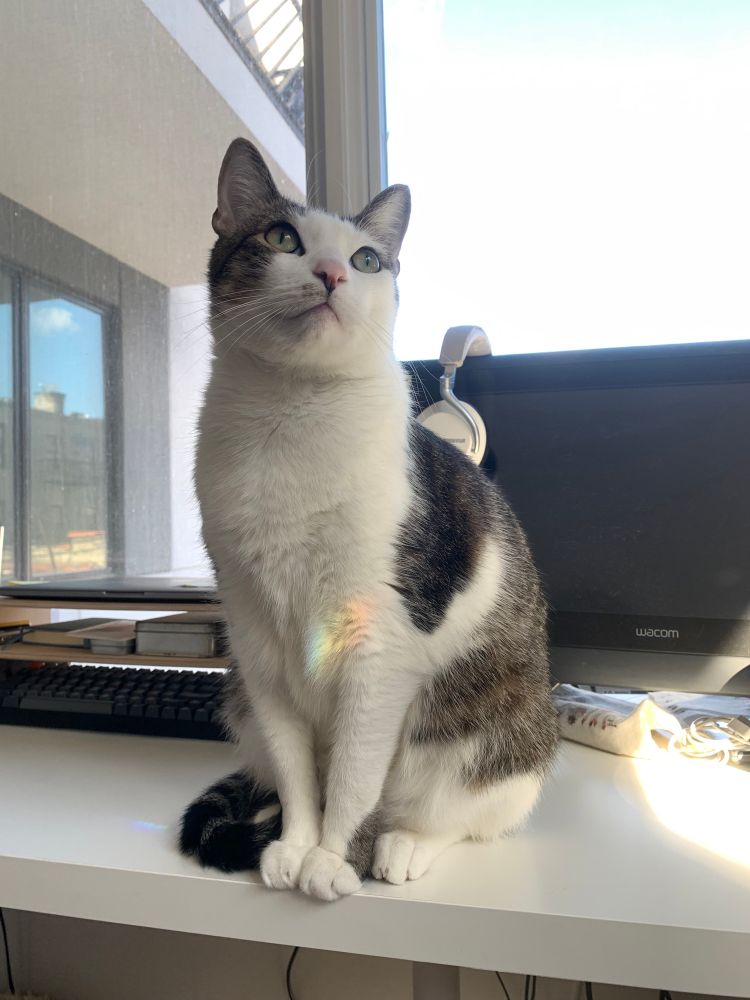 my brown and white tabby, in the sunlight with prism rainbows and very pleased with himself