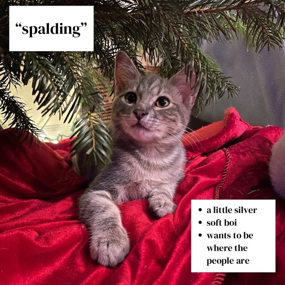 Spalding, a grey on grey kitten. He’s a little silver, soft boi, wants to be where the people are. Sitting on a red Christmas tree skirt under a lighted tree.