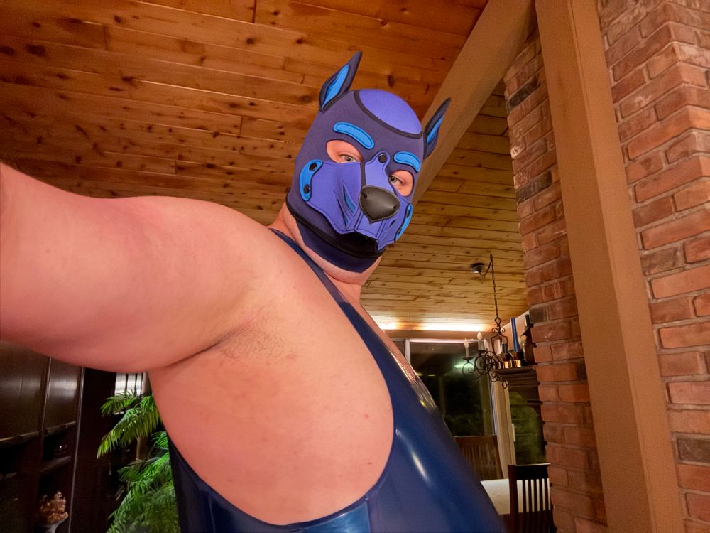 The same male now in pup hood.  He’s still smirking but you can’t tell.