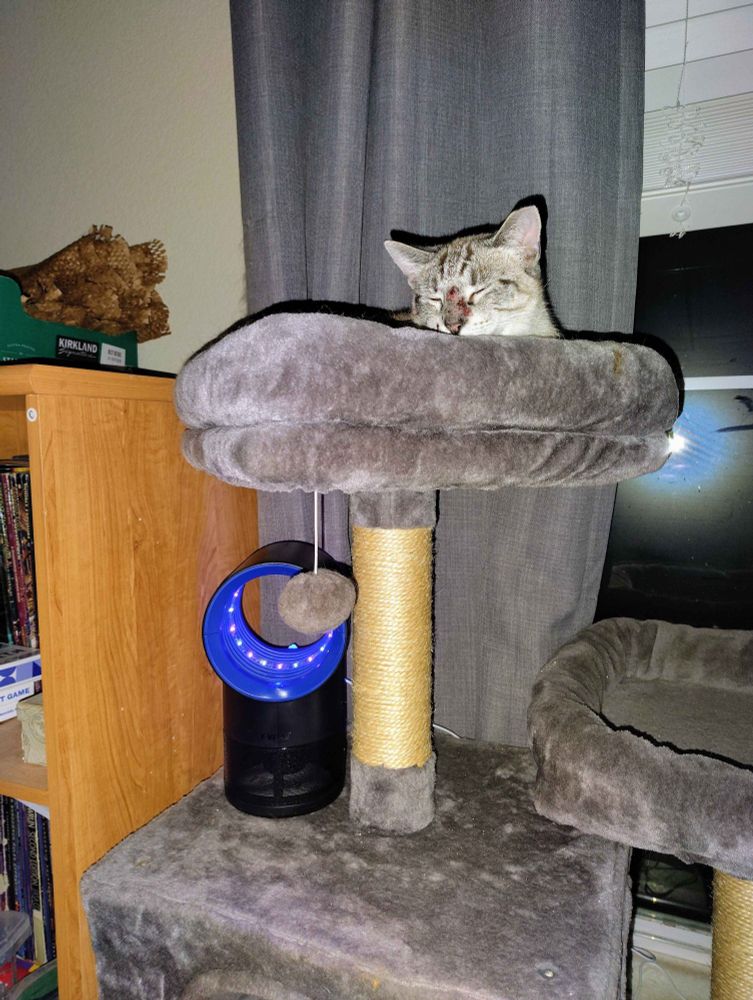 small cat on a cat tree, there is also a glowing mosquito trap