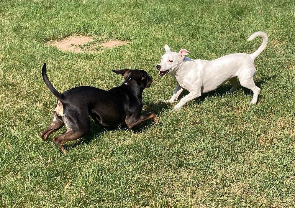 Two dogs wrestling with each other 