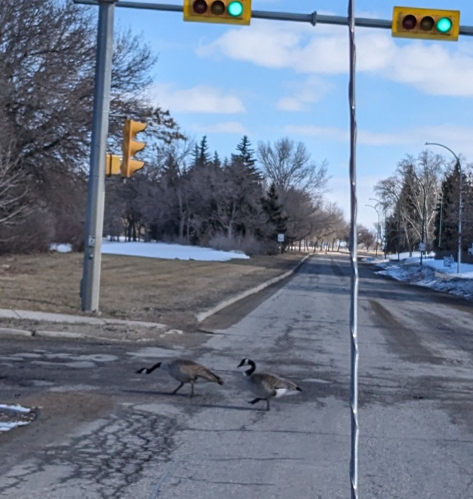 Two geese crossing the street.