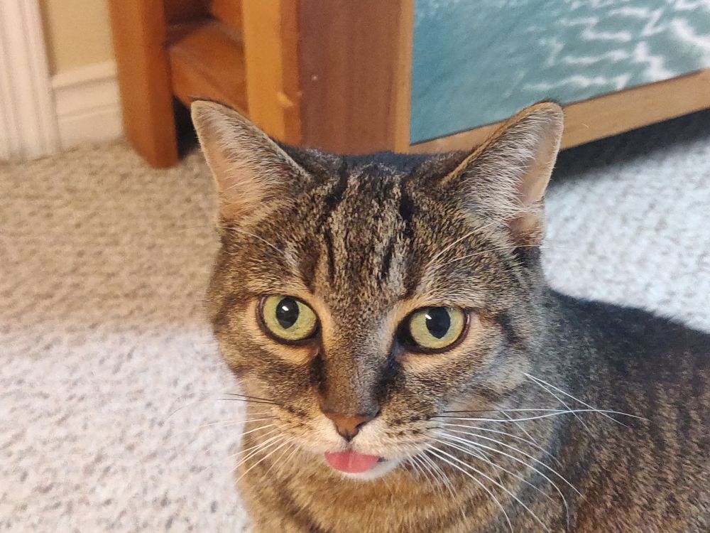 A cat blep.