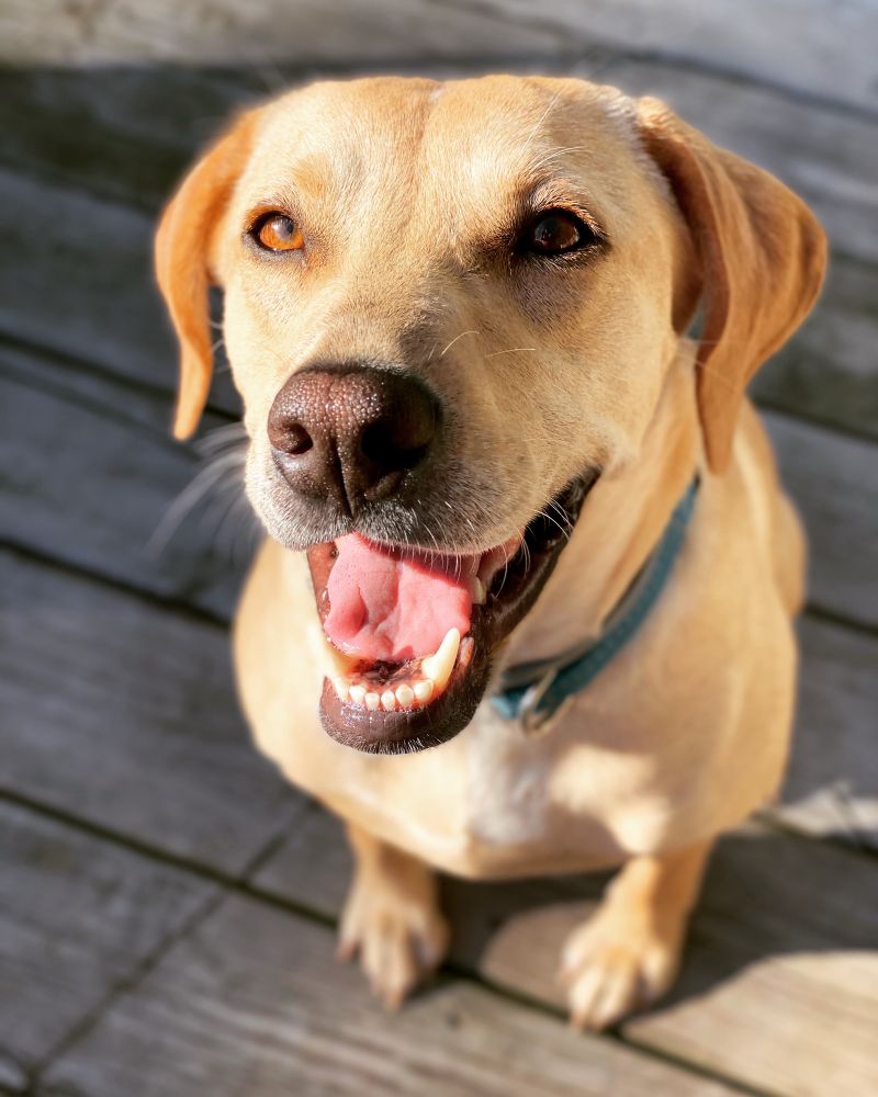 Yellow lab mix (dog) sits in the sun with her mouth open looking like she’s smiling. 