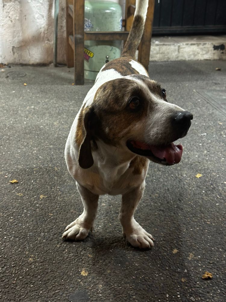 A mexican street dog with a very sweet countenance. 