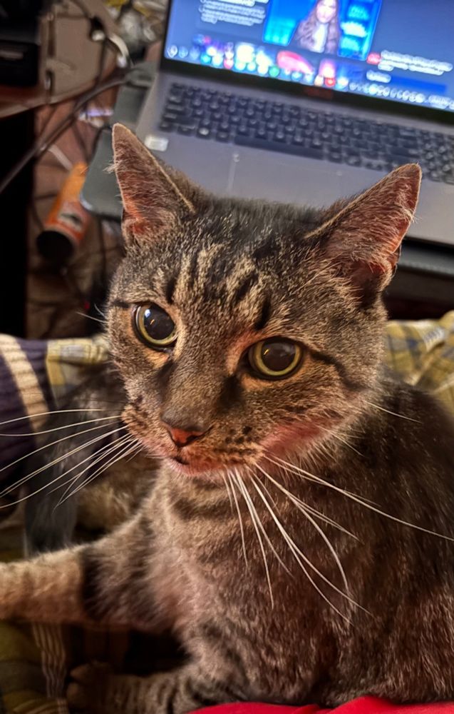 My wonderful brown tabby, Seaver.  He is in my lap trying to take a bath and I am interrupting.  He is giving me his good side, on his left.  