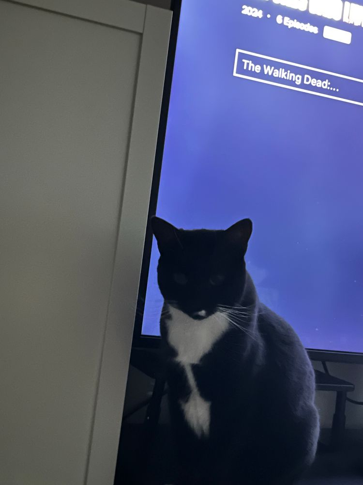 A dimly lit photo of an obstinate looking tuxedo cat sitting in front of a television screen.