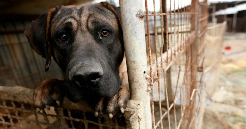 Não mate os cachorros de rua