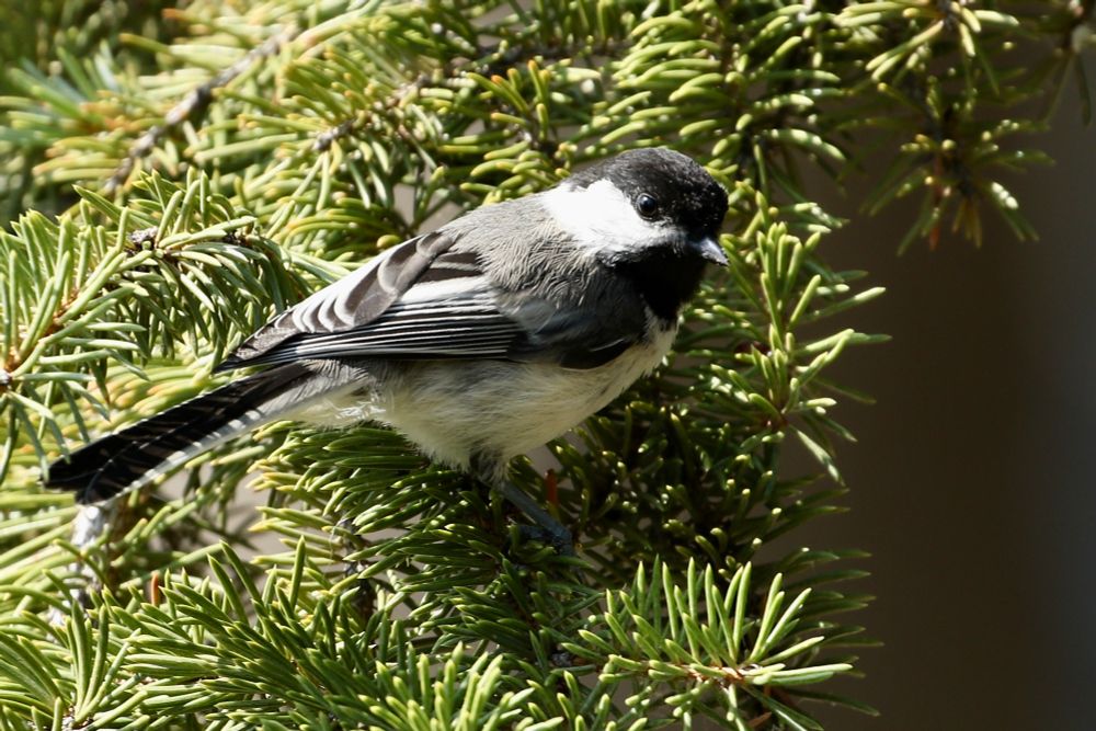 Chickadee on a fir tree