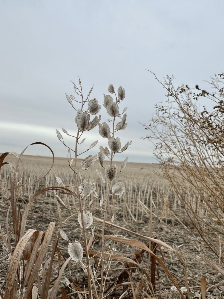 Field penny cress in November 