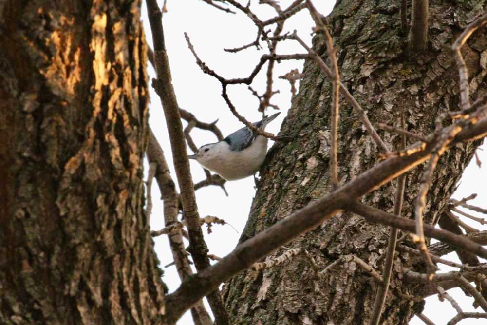 White breasted nuthatch head down on a tree trunk. 